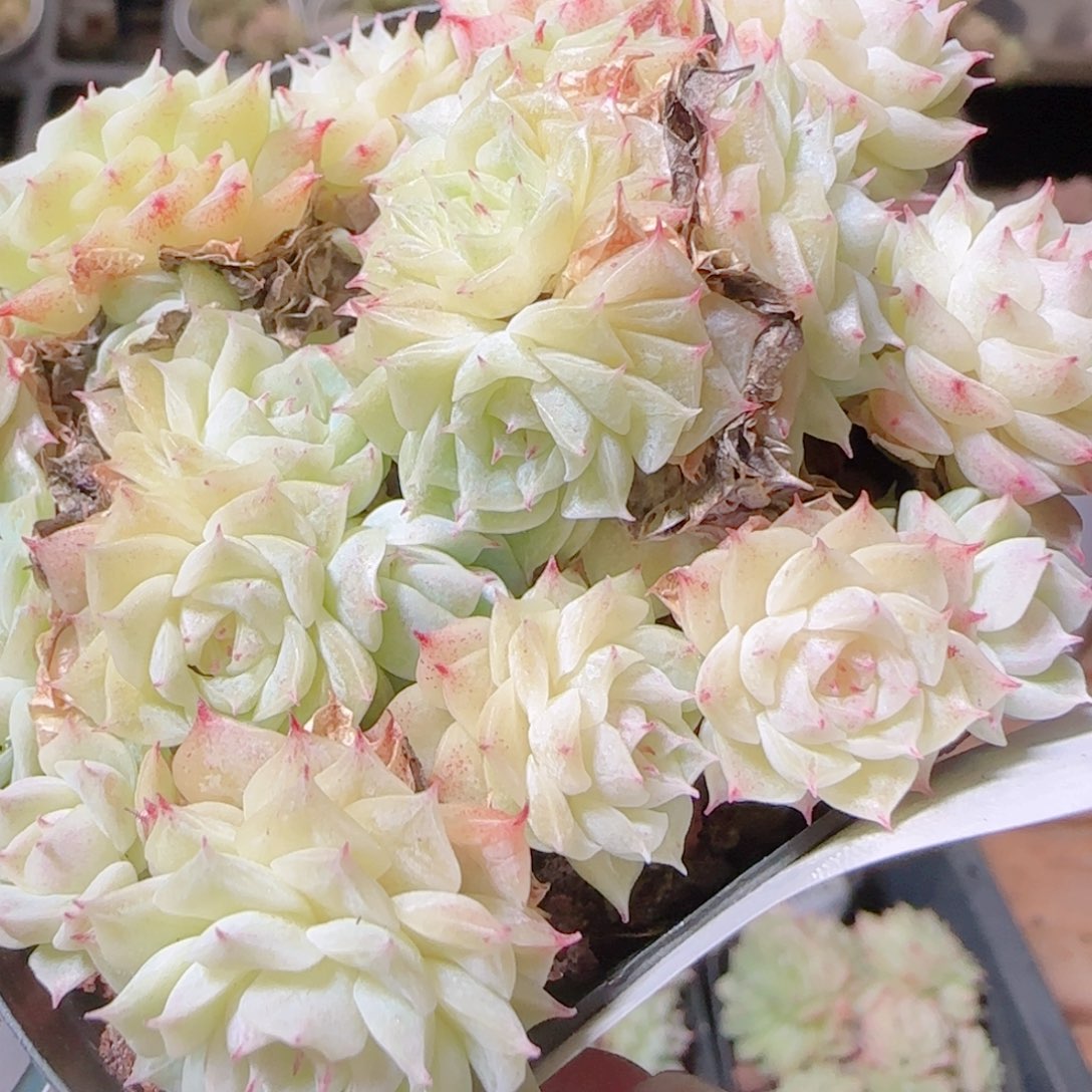 花语逸镜1106-338散