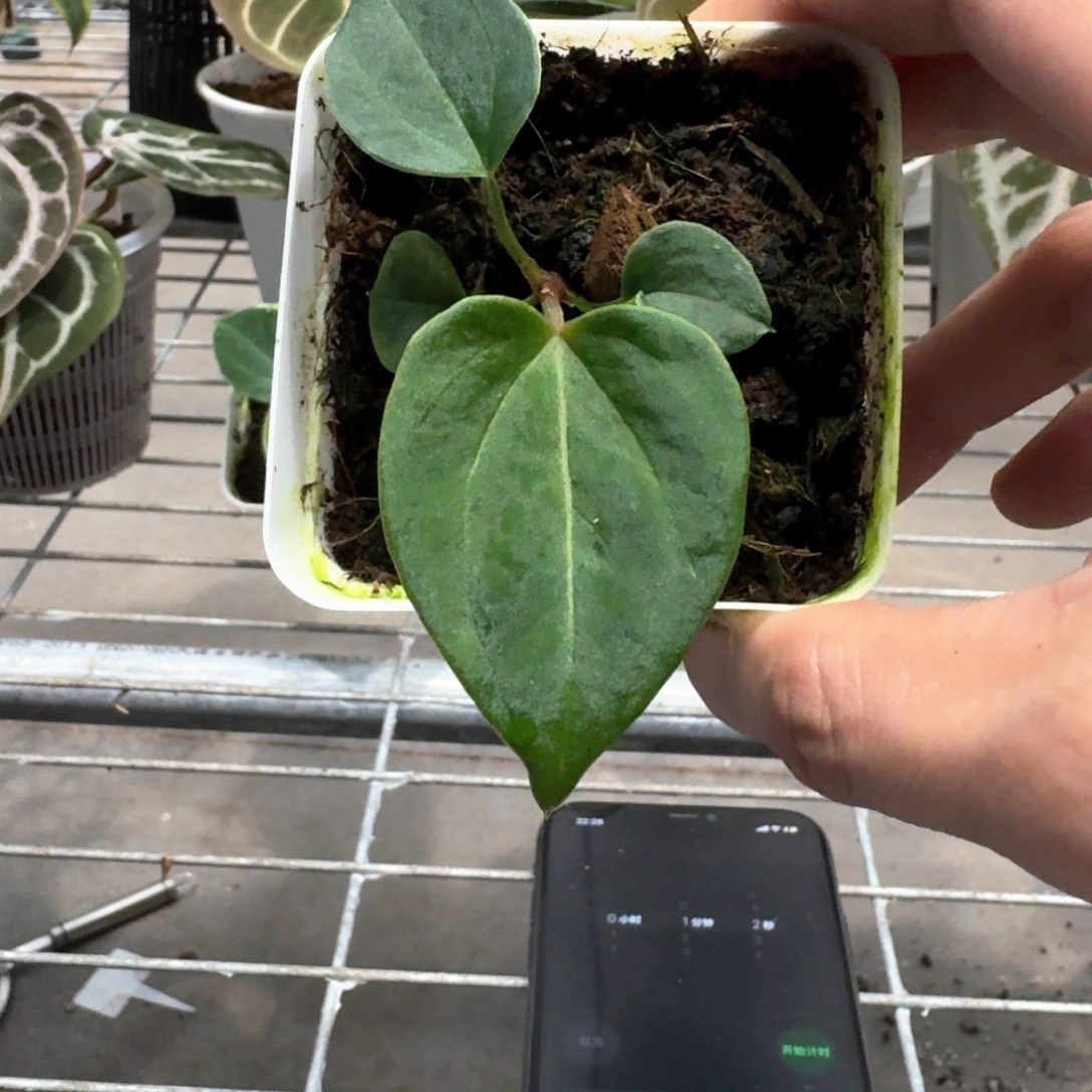 完全开放红水晶杂kos