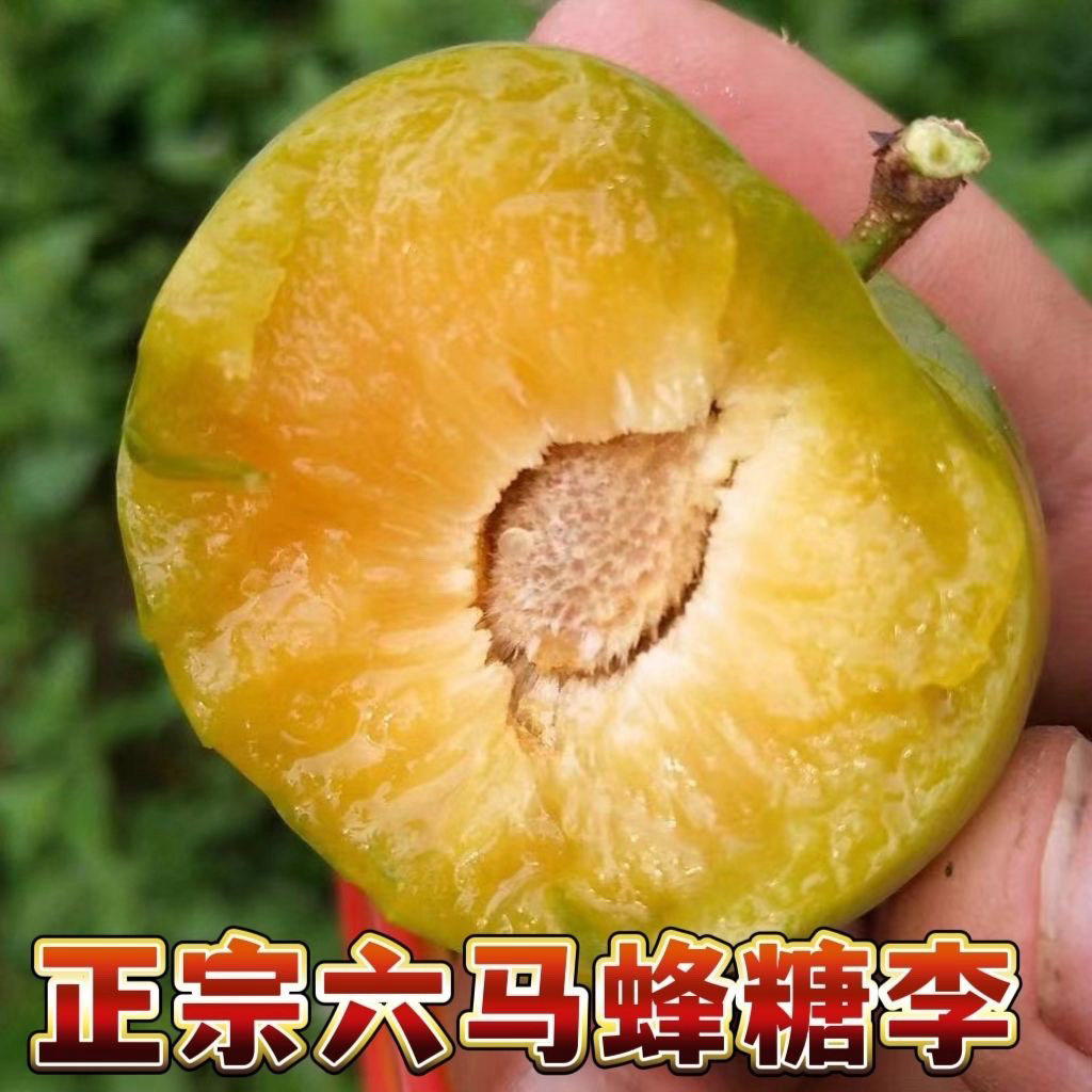 【爆甜】正宗贵州六马蜂糖李子当季新鲜水果爆甜多汁