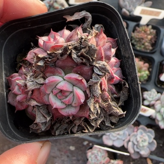 165马赛尔多肉植物多