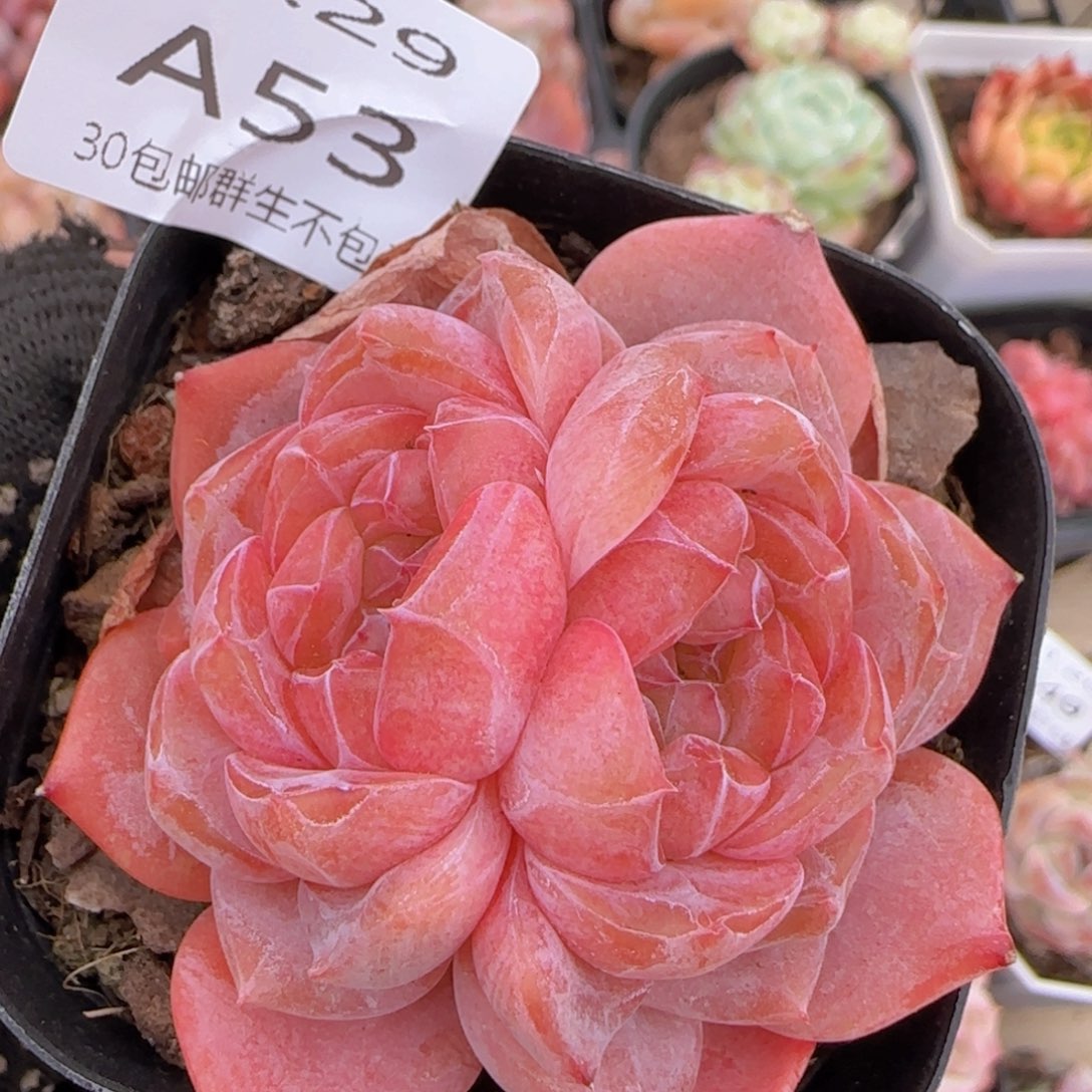 天使珍妮双心一颗脱土