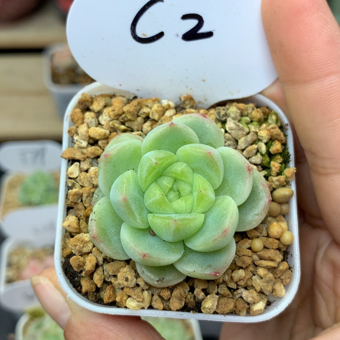 财富密码2号单头4883