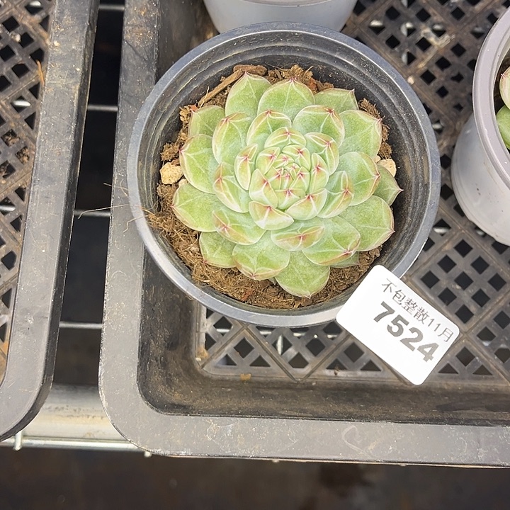 阿雅园艺。      7524雪花