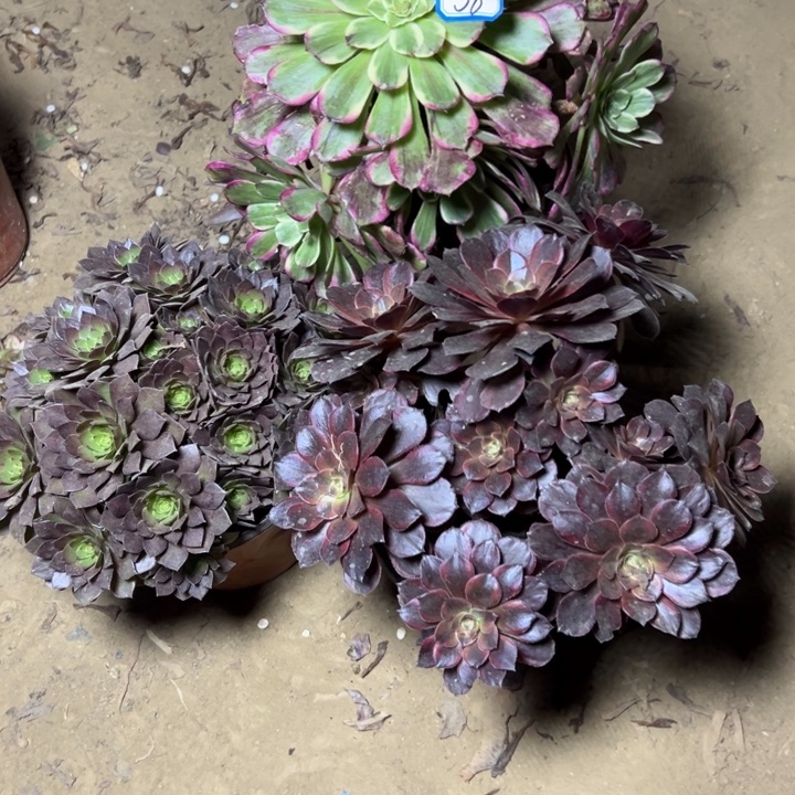 多肉植物断枝不包38