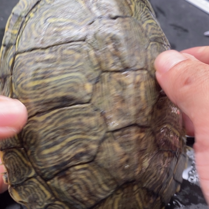 巴西彩龟母6666666