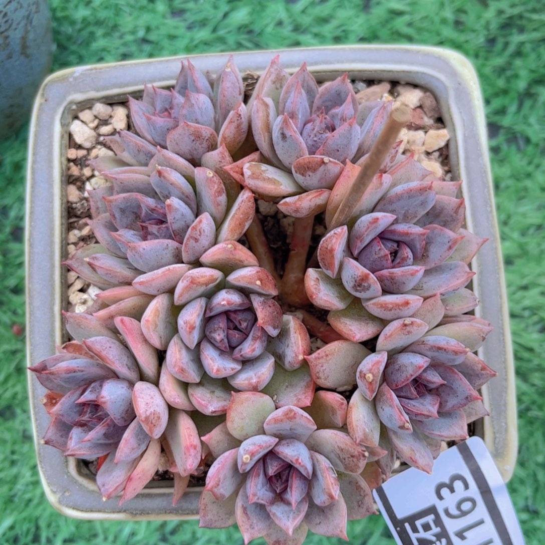 紫薰朵朵31163多肉