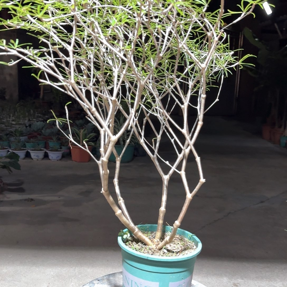 柳叶麒麟块根植物