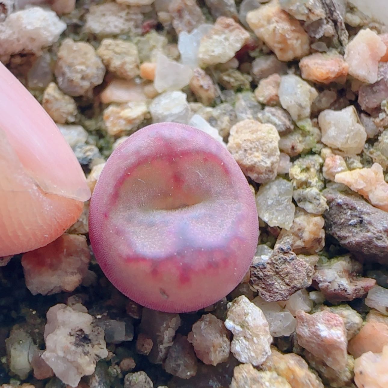 【闪购商品】毛杂21237