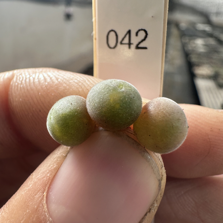 【天津专属】42多肉植物肉锥紫体猫耳空蝉一颗