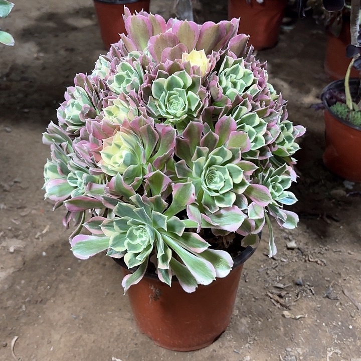 多肉植物法师白凤34