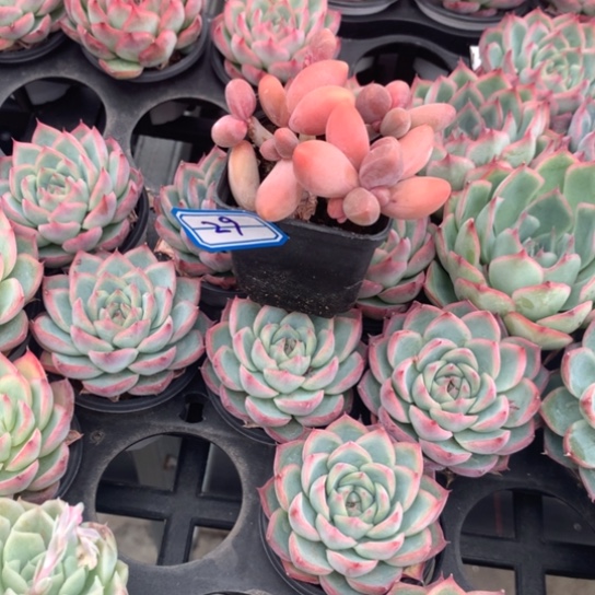 反***掌1️⃣哦物一拍红手指多肉29