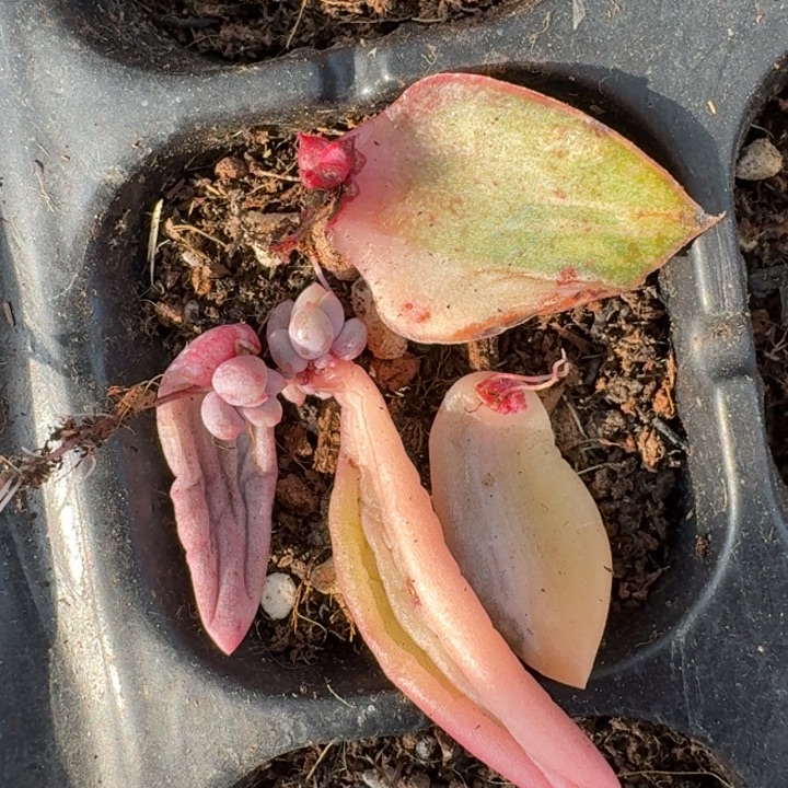 红蜻蜓蜜桃波波一物一拍好看45