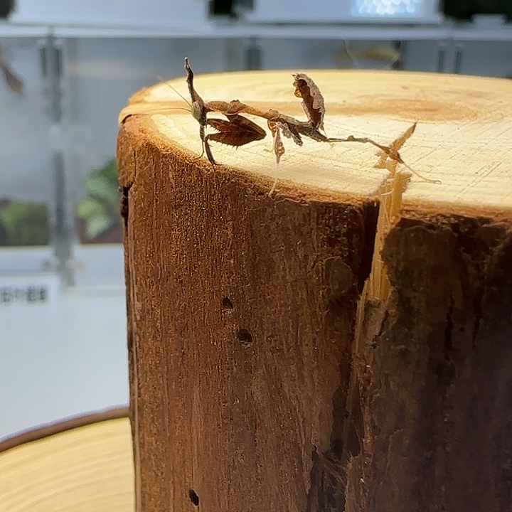 蟋蟀幽灵3龄，单只