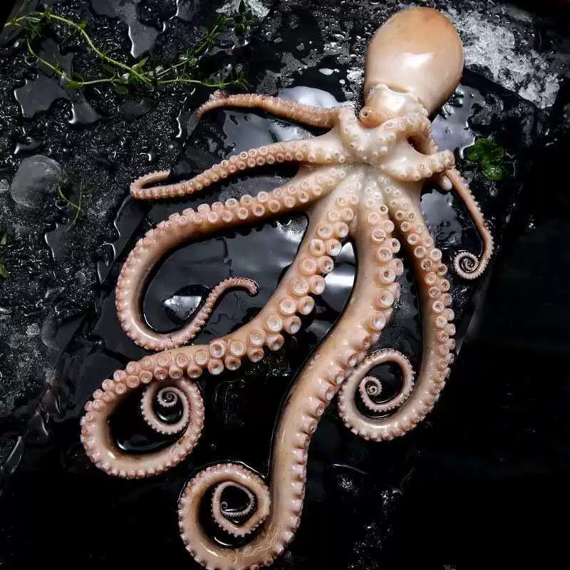 海水长腿八爪鱼新鲜冷冻顺丰发货