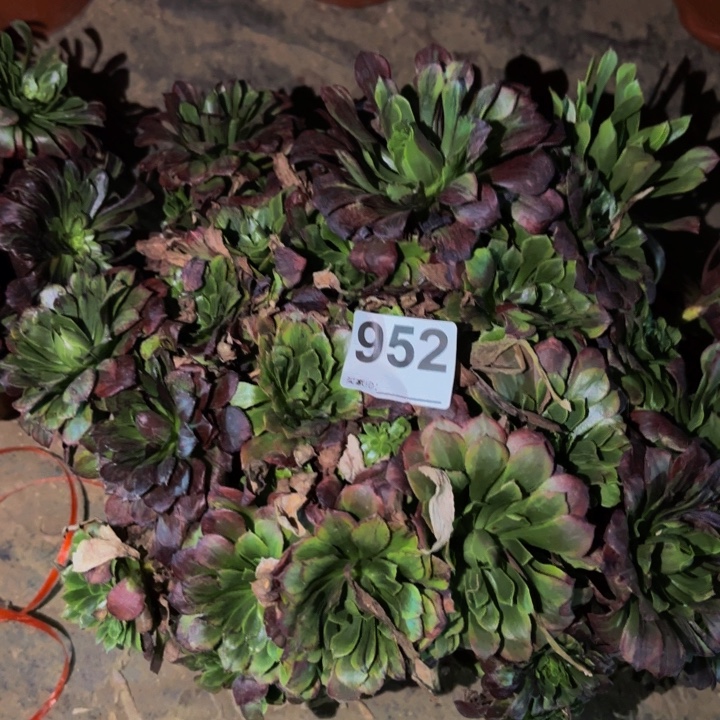 952莫兰迪多肉植物不售后