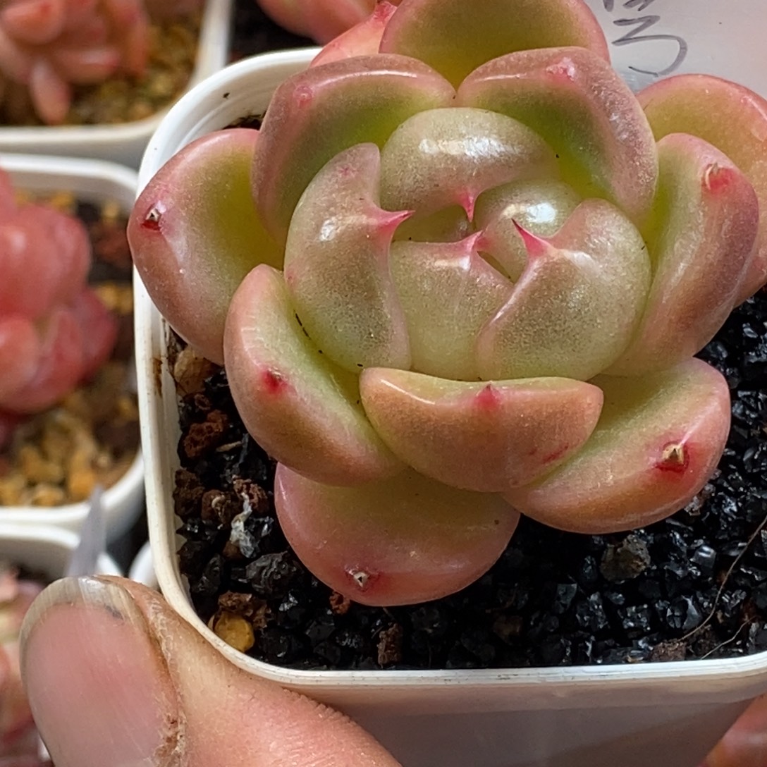 天官赐福百无禁忌