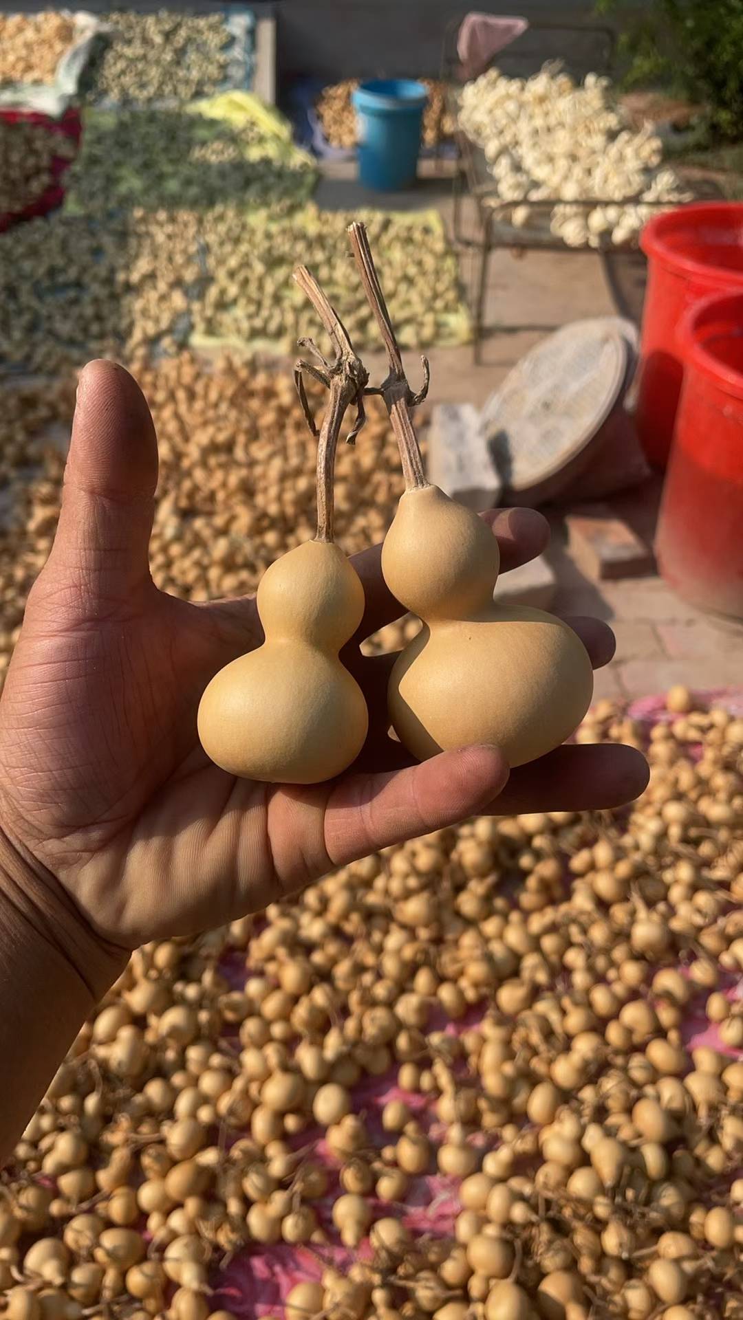 福禄对对碰（微瑕）不保龙头不退不换