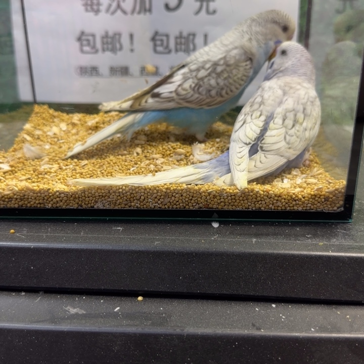 虎皮鹦鹉大头虎皮鹦鹉