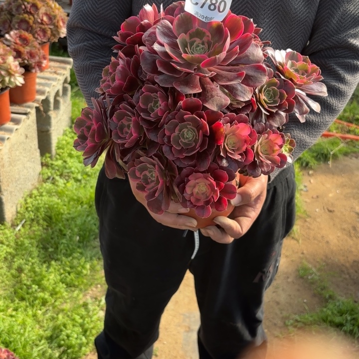 瑞妈，，，。。。。780。凤冠，