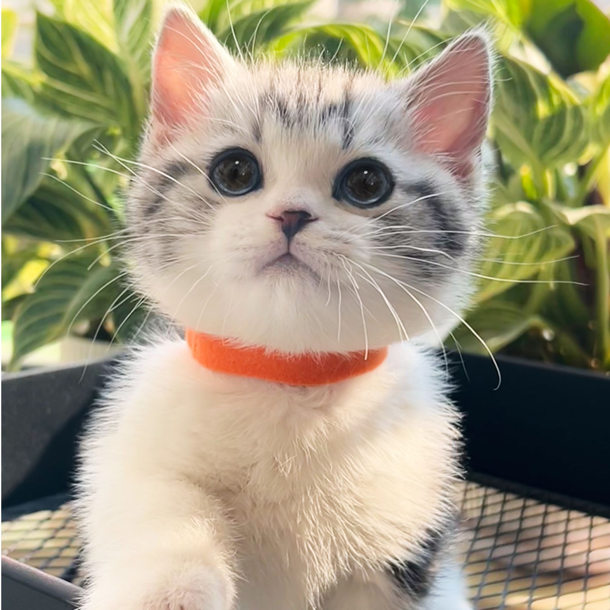 多种品种幼猫小猫英短起司直播间购买包邮到家 一对一挑选