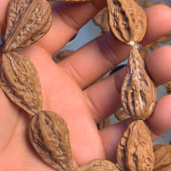 猴头核桃把件拿姐2