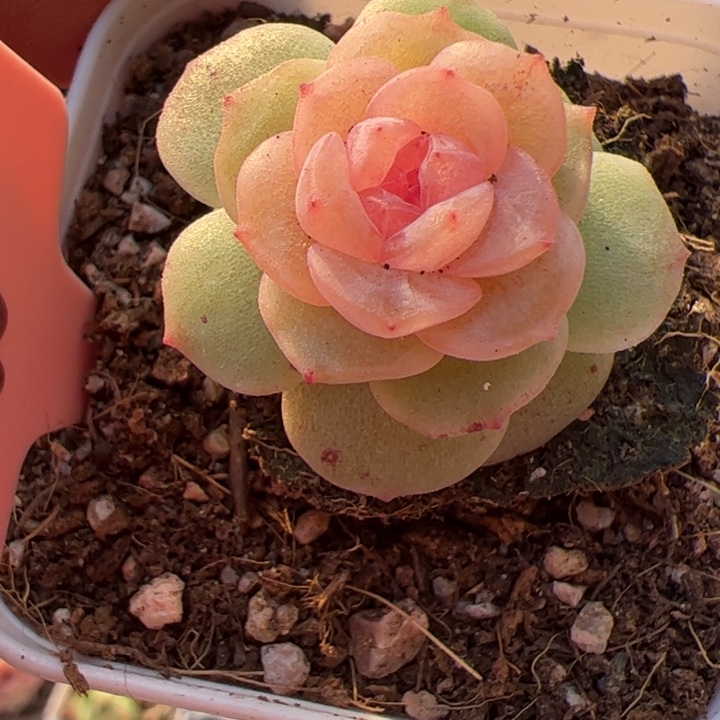 866 精品糖心，一物一拍，尺寸不大介意勿拍