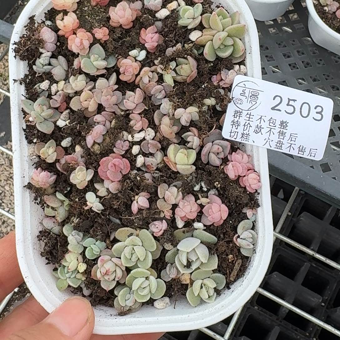 如图2503杂混切糕一份
