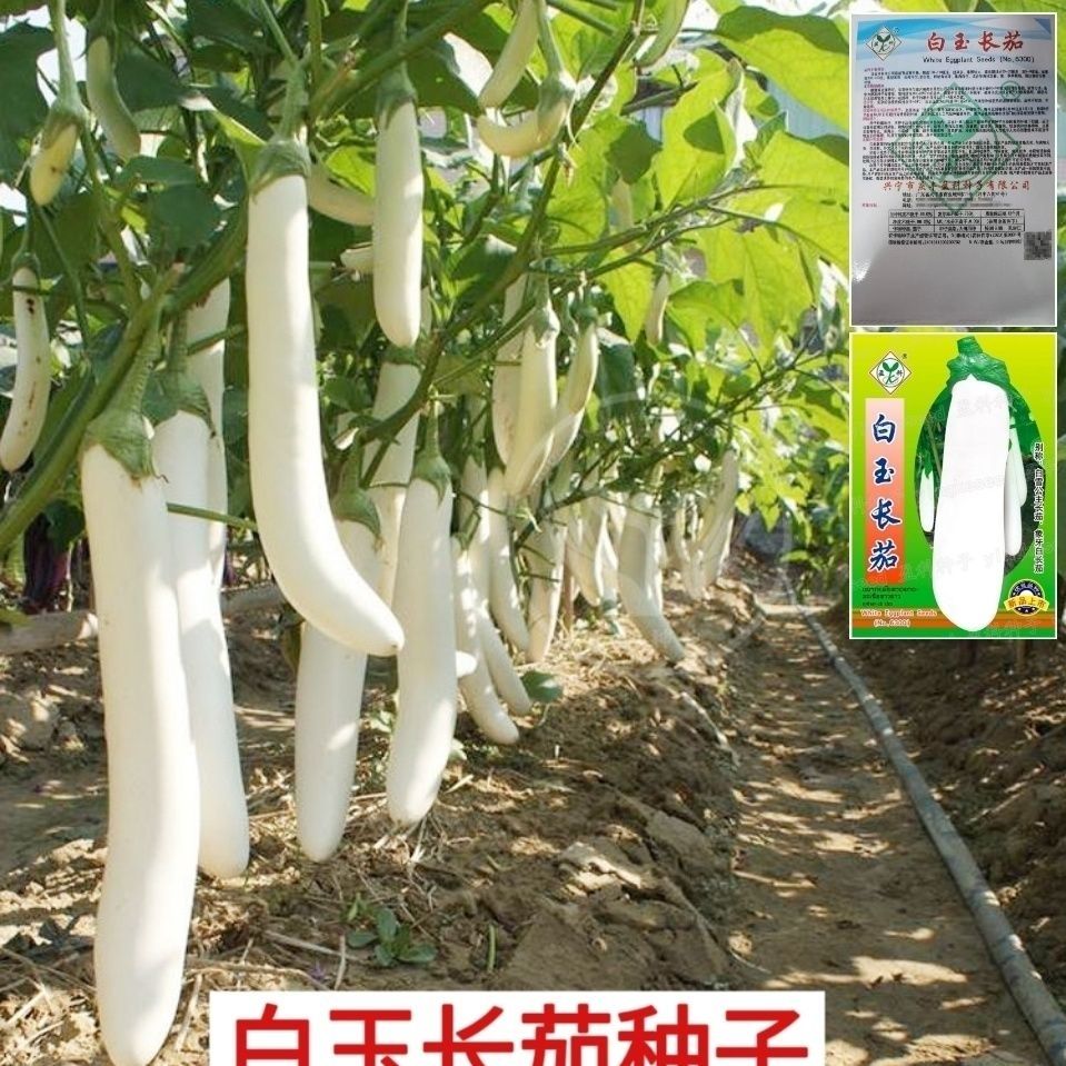 白玉茄子种子籽象牙白长茄子高产长茄观赏春夏季四季盆栽蔬菜种孑