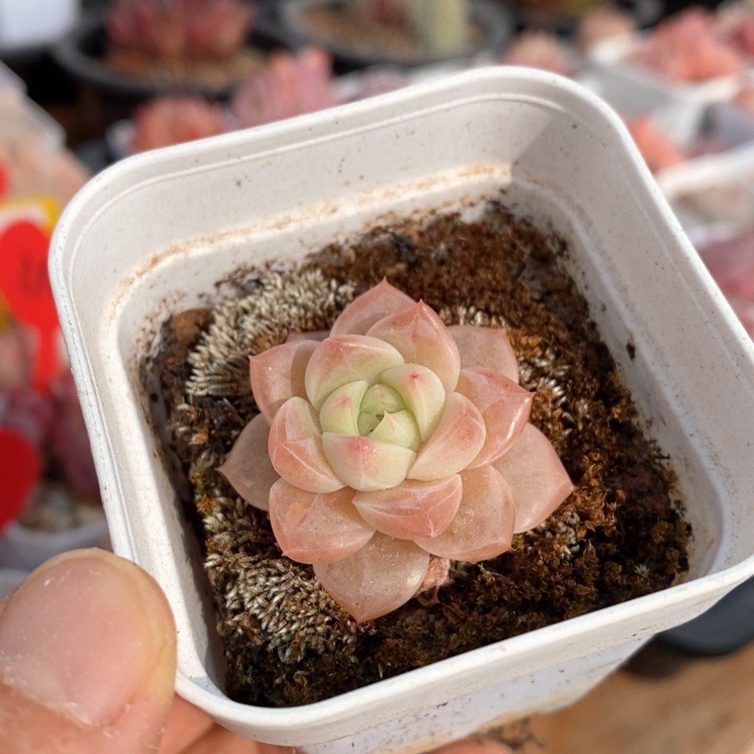 精品多肉一物一拍不包整13