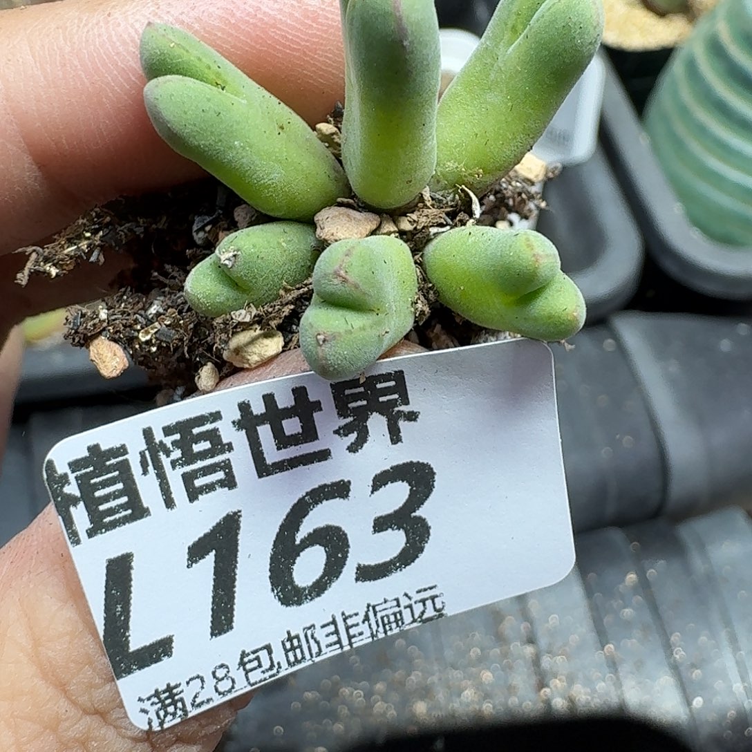 多肉植物的润泽gbn