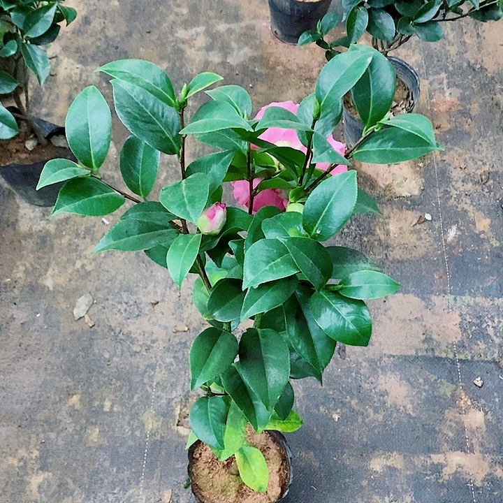 完全开放西利米切尔