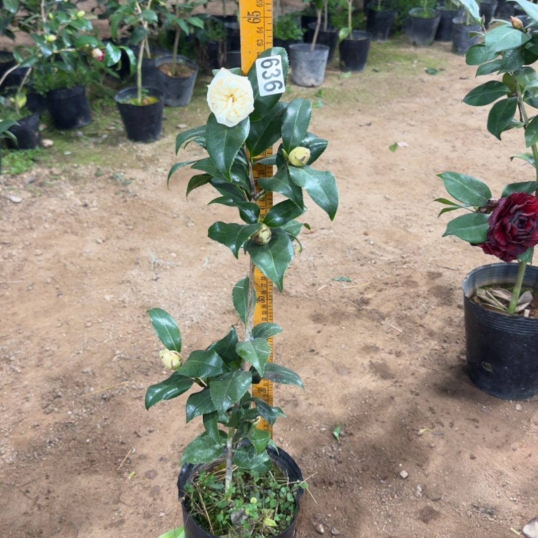 少量花朵（建议范围：2朵-5朵 或40%以下）636黄绣球