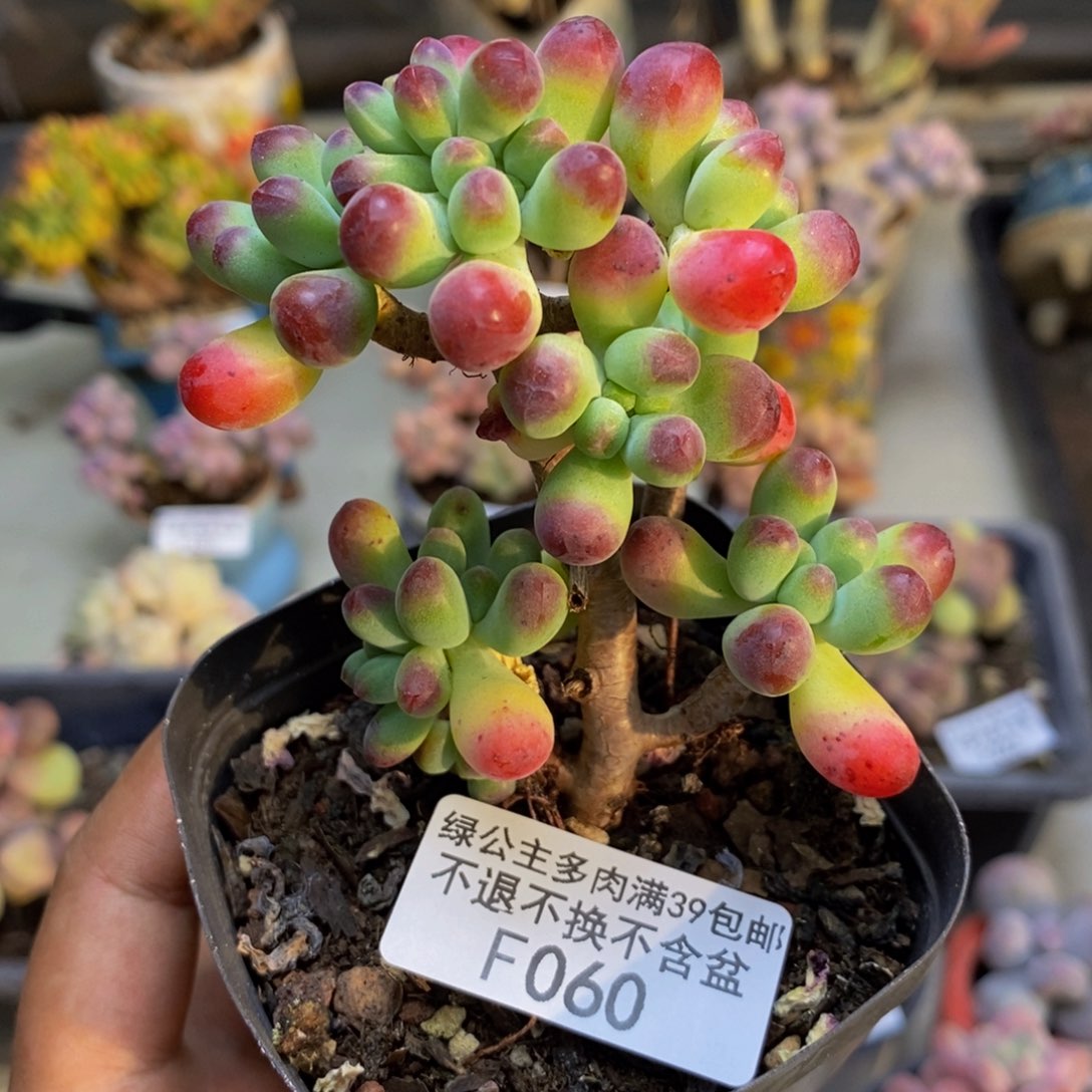 060乙女心多肉7cm