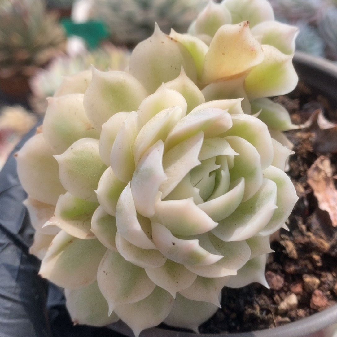 013昂丝诺锦锦锦锦锦