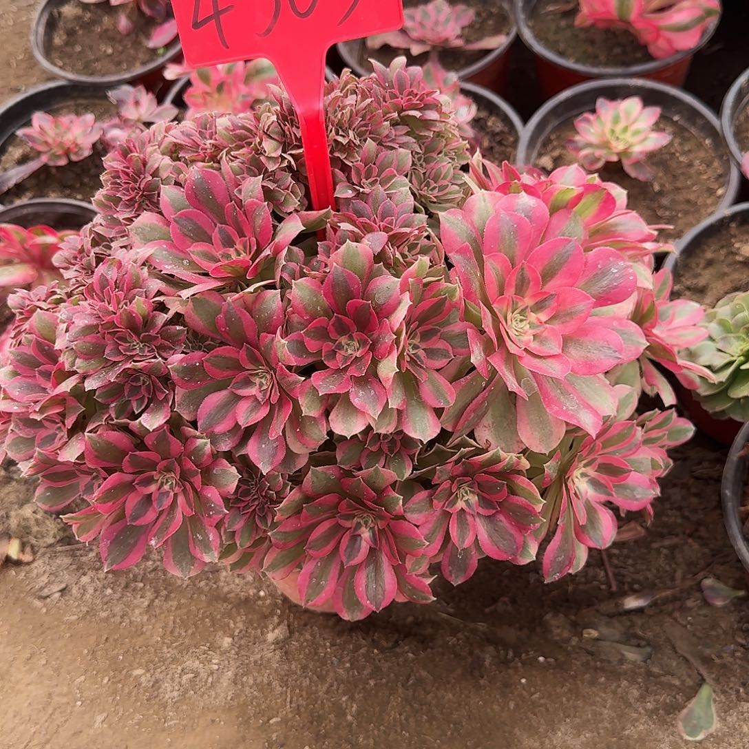 山***风4503女郎缀化多肉法师