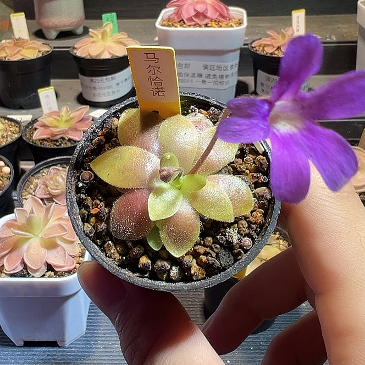 笑***咪无花朵捕虫堇脱土发马尔恰诺88143