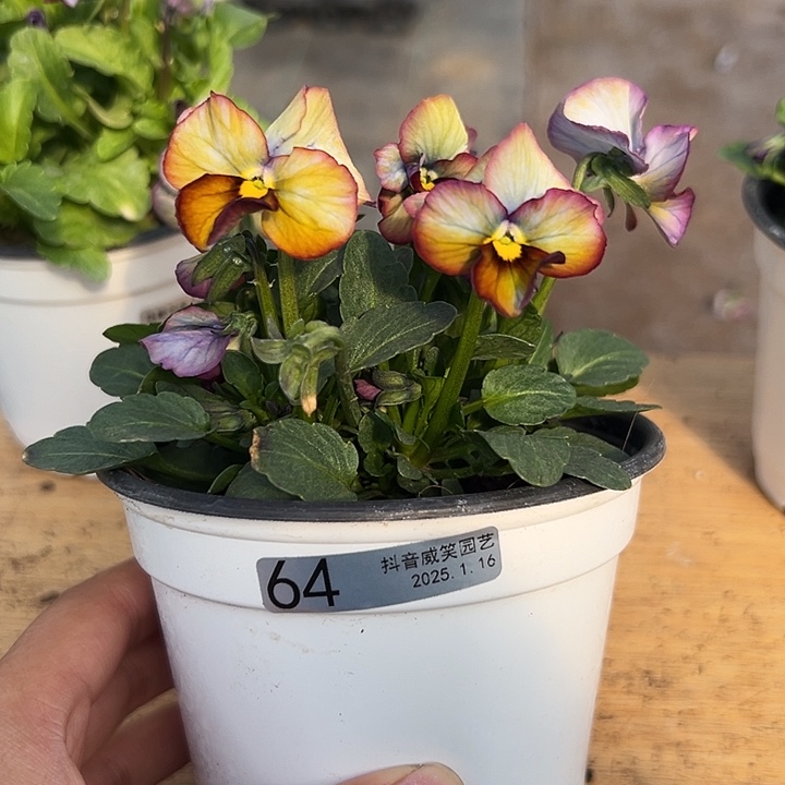 红陶抖音直播闪拍64