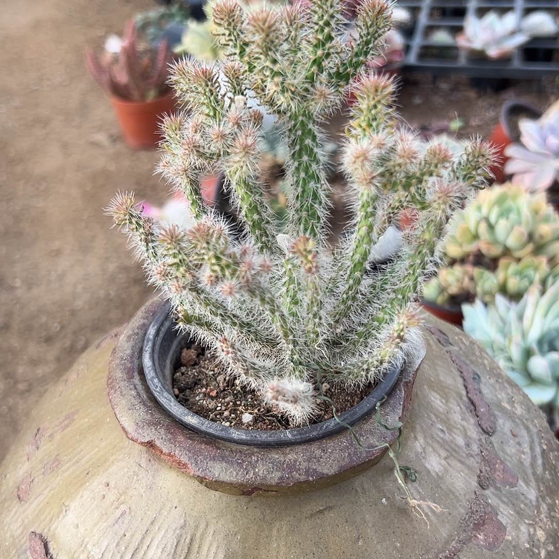 set莫哦营养液中央音乐学院