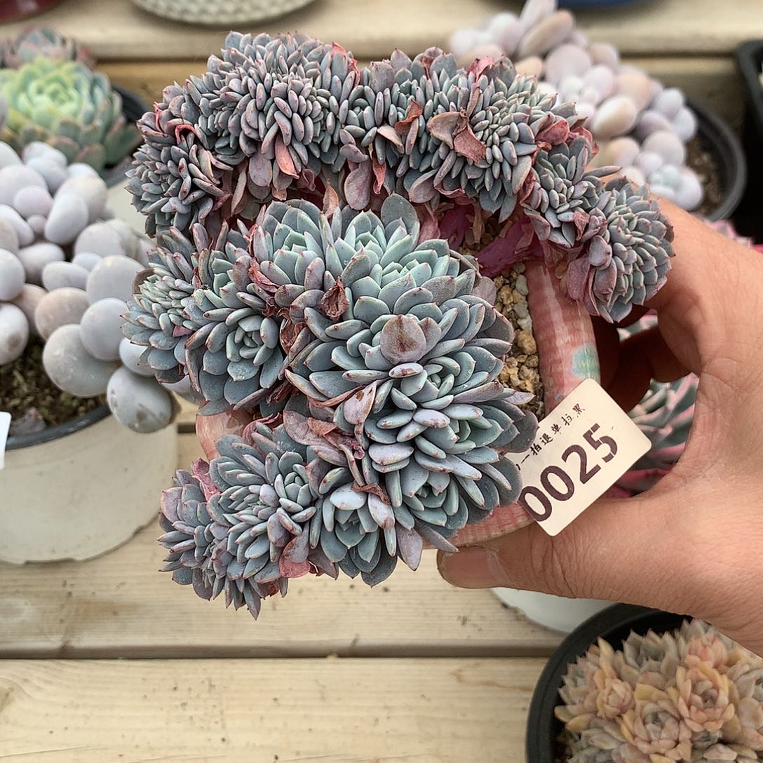 0025汉堡海棠花缀化多肉一颗12.5厘米