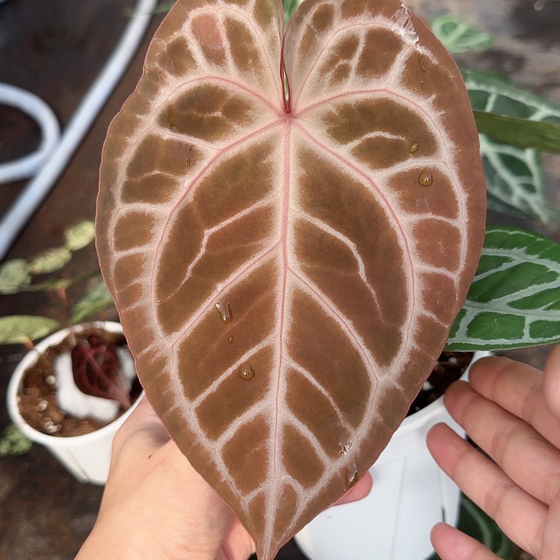 完全开放优选红撕