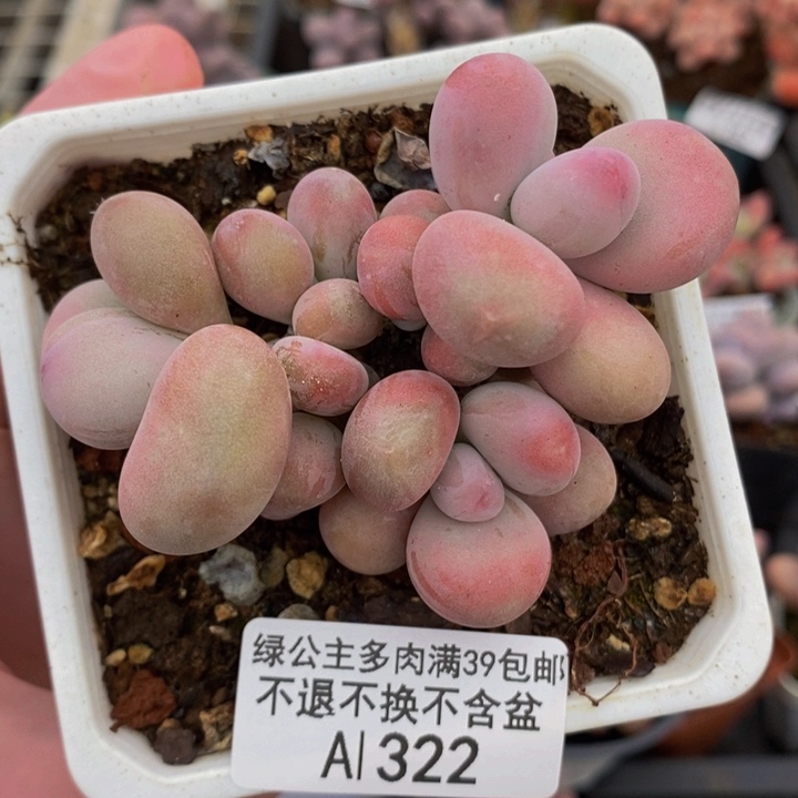 腰子桃蛋8cm322多肉植物