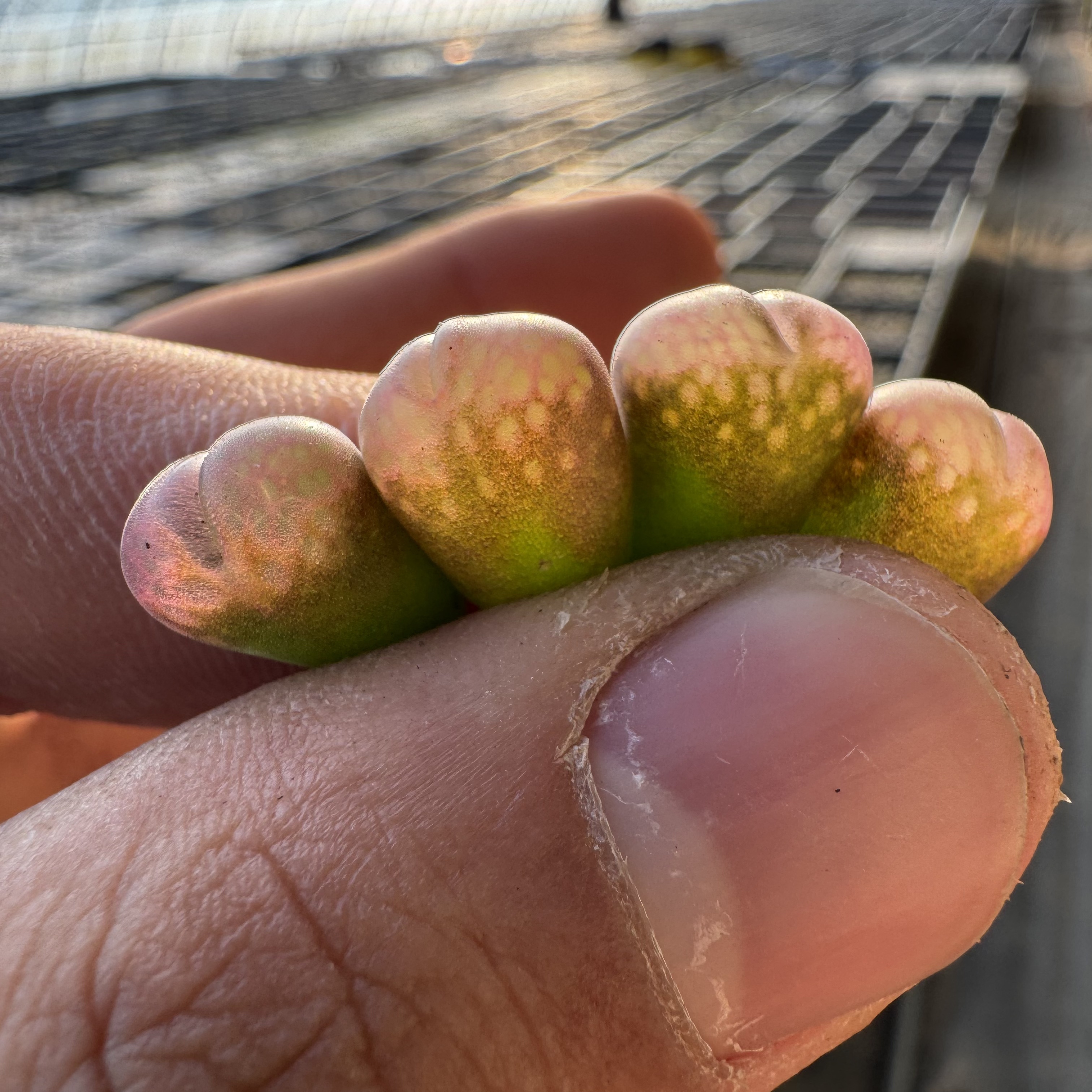 4多肉植物肉锥风铃一颗