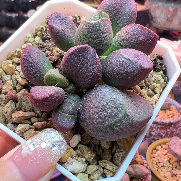 猴****           红烧肉。  