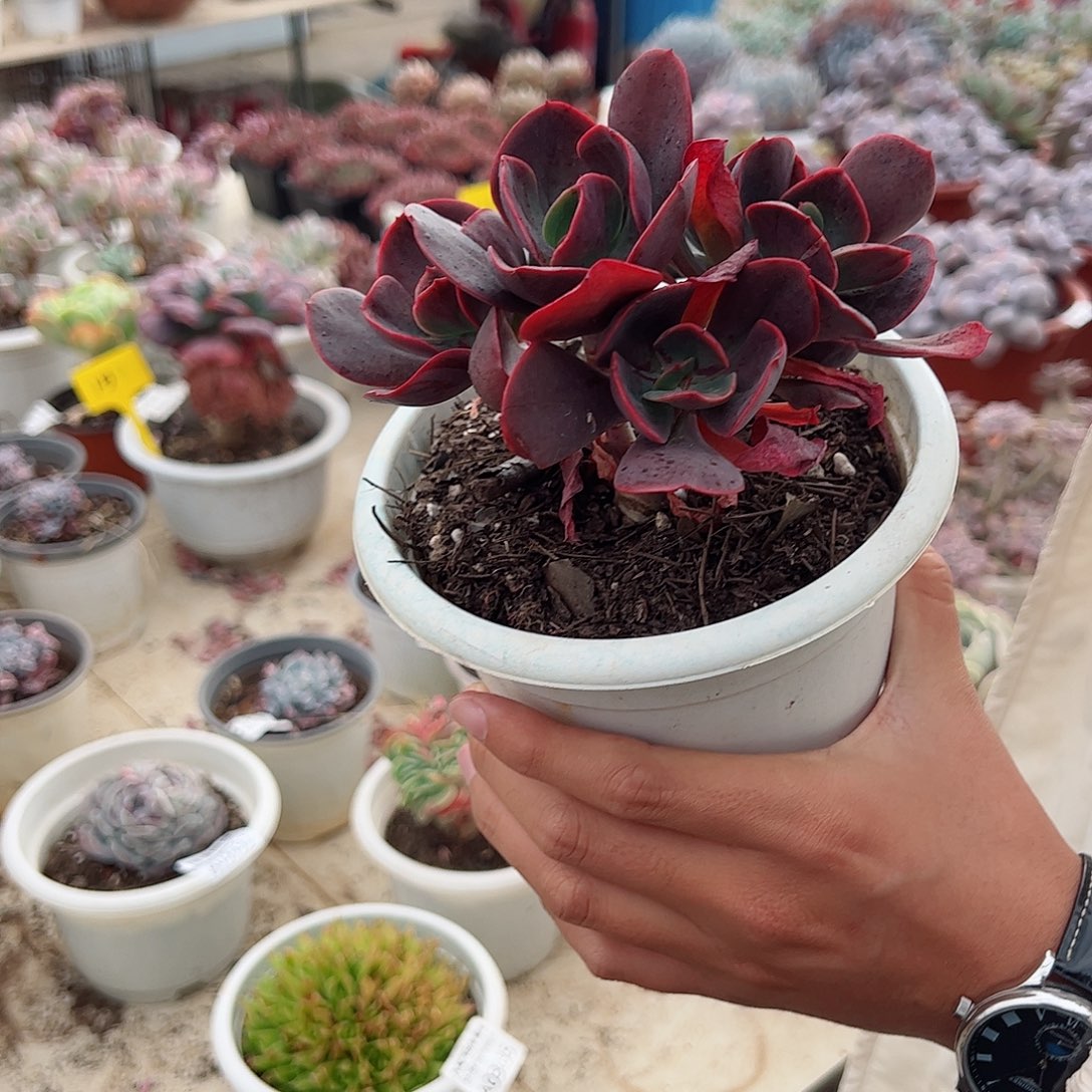 大唐玫瑰双头起整桩