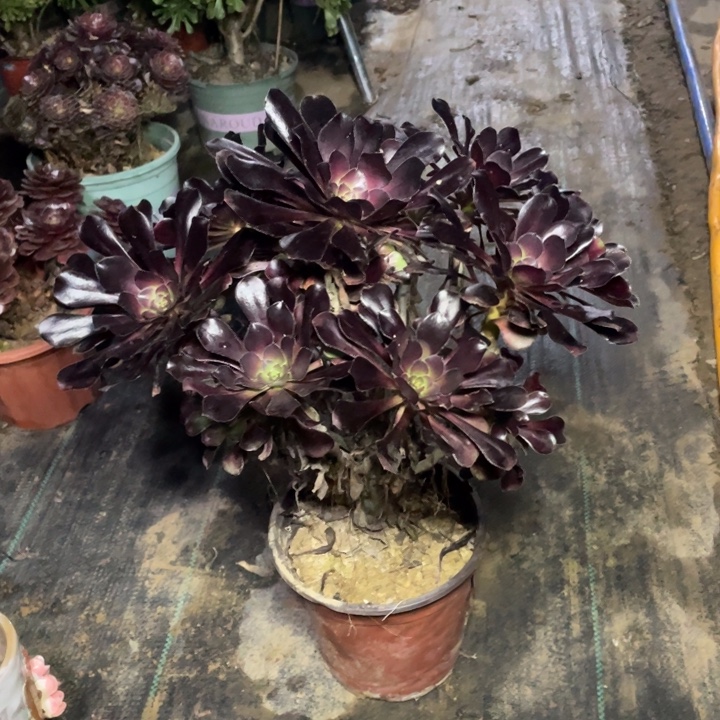 32圆叶多肉多肉植物多肉