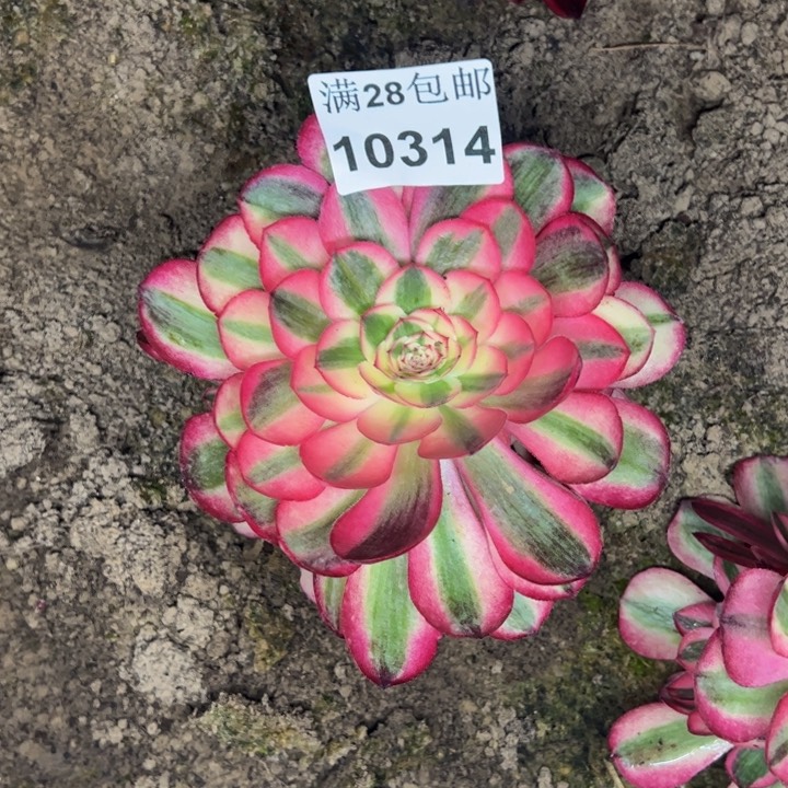 10314南荔枝多肉植物