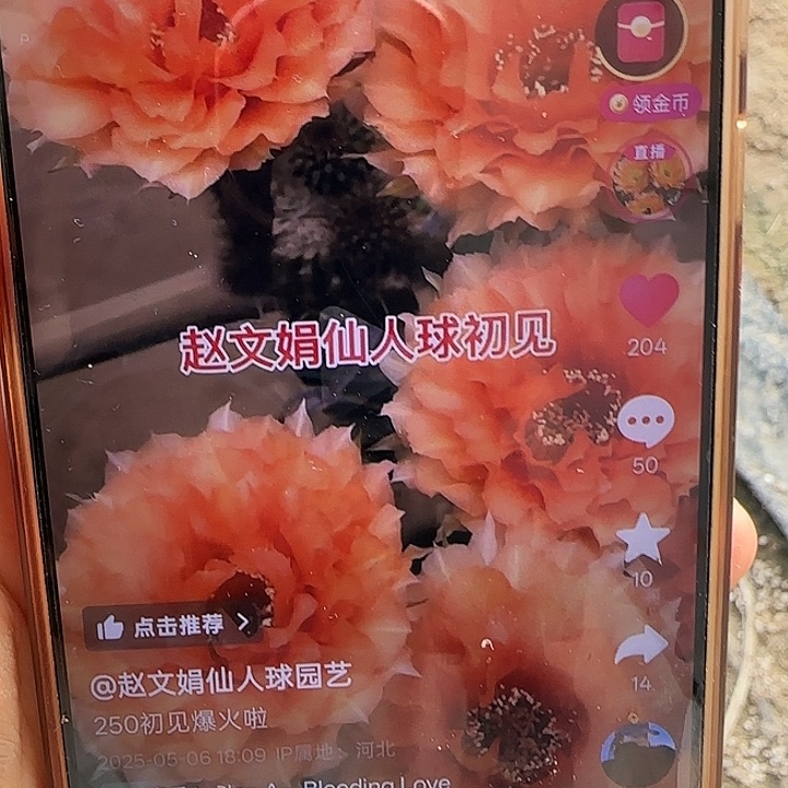 仙人球彩草初见带根
