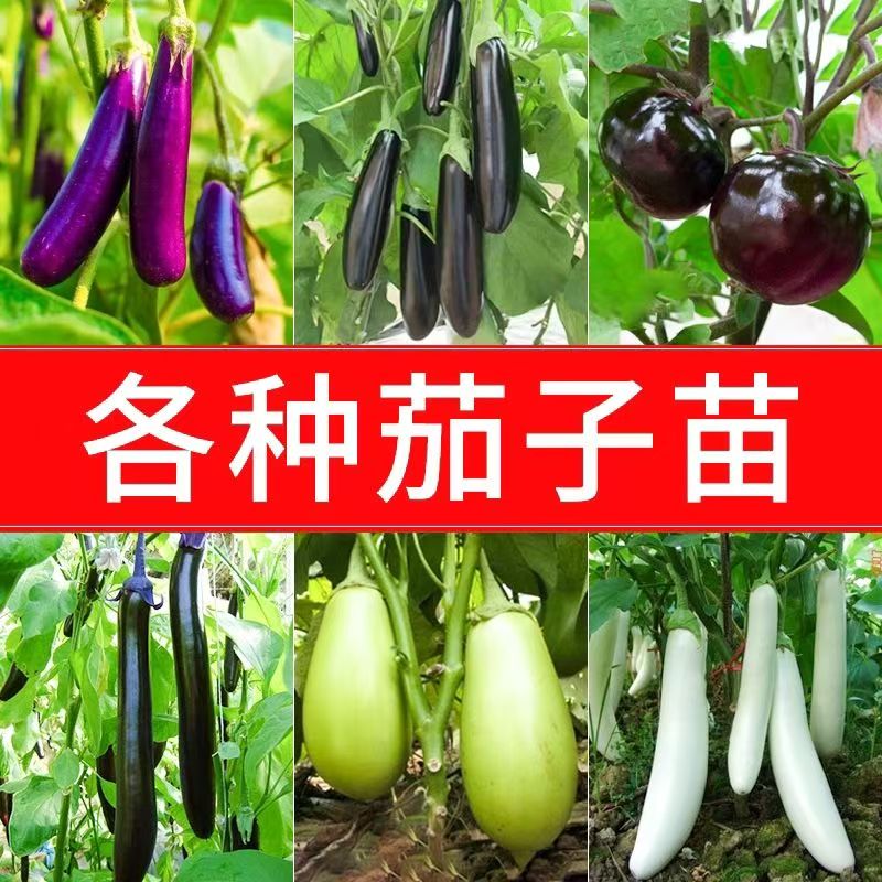 高产优质茄子苗紫长茄青茄子杭线茄白茄子烧烤茄四季阳台庭院盆栽