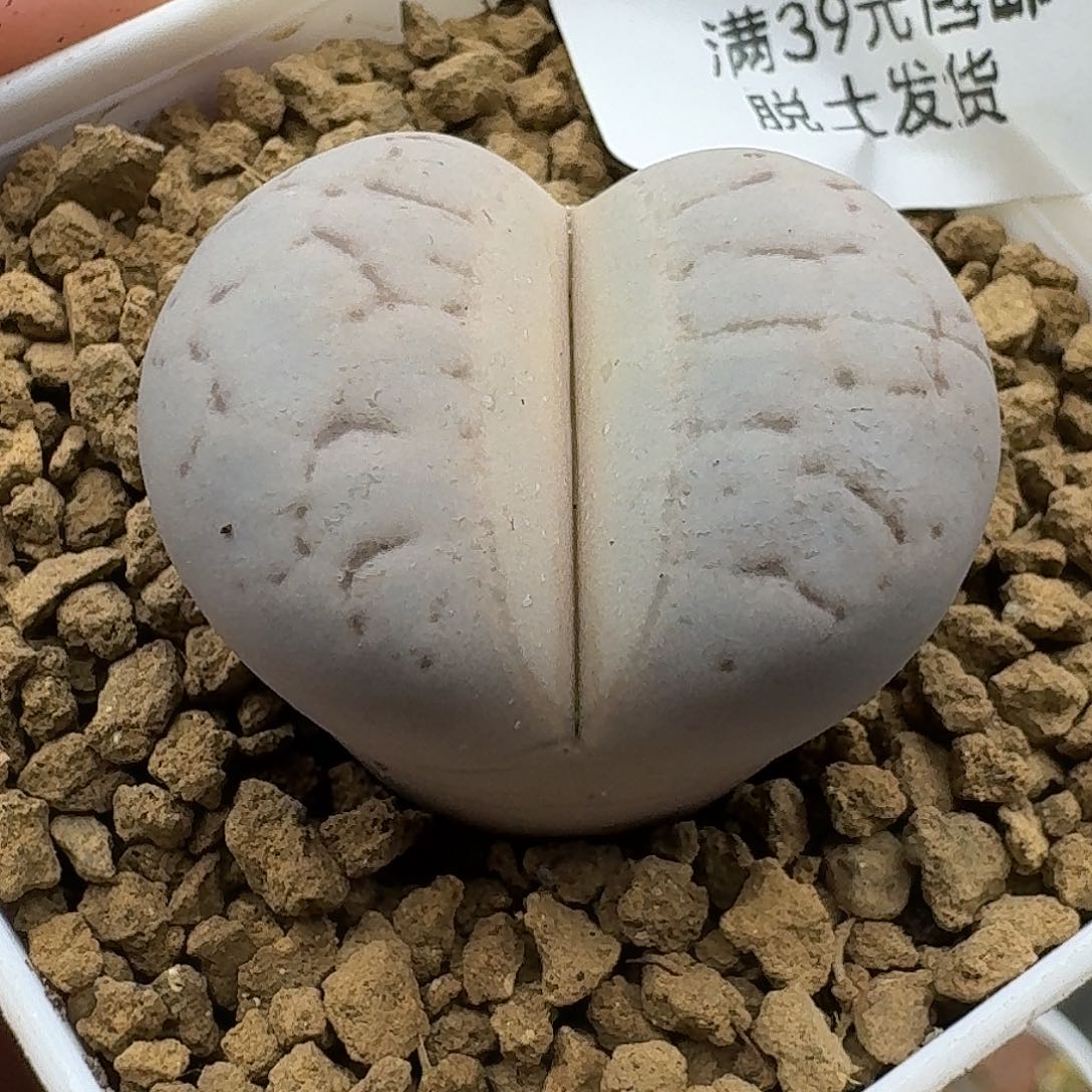 207多肉哈哈哈哈哈哈