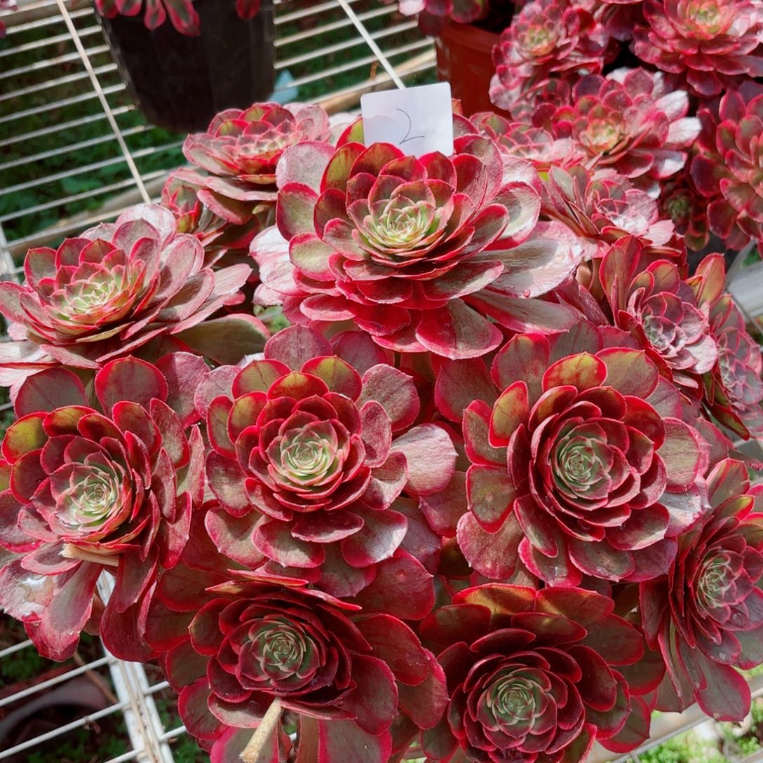 一物一拍多肉法师02